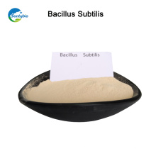 vente chaude bacillus subtilis poudre de fermentation pour l&#39;aquaculture